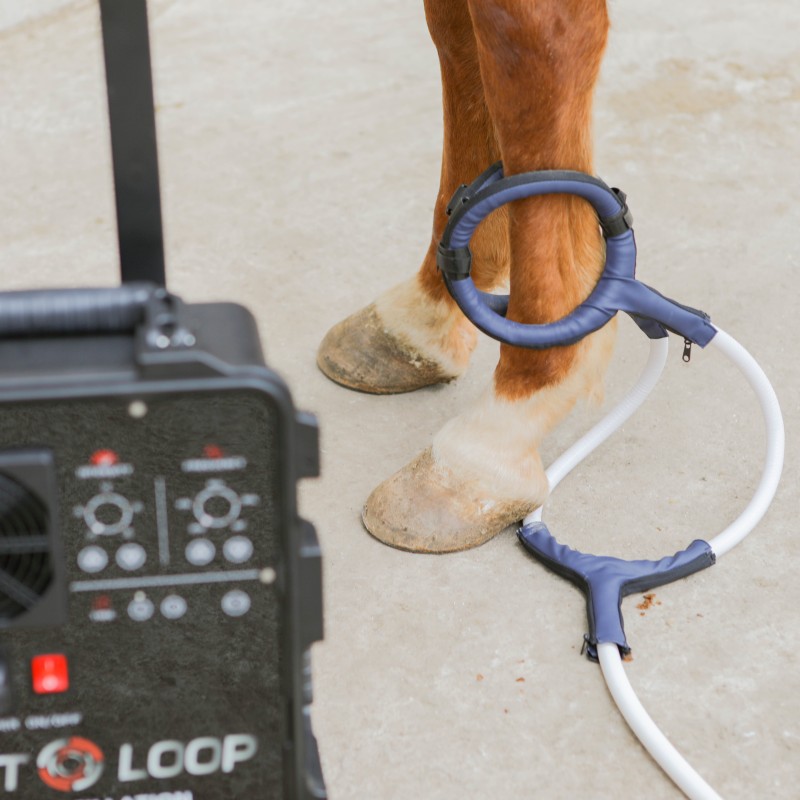 PMST LOOP PEMF Therapy Horse E - Therapy Health And Wellness 评论和价格